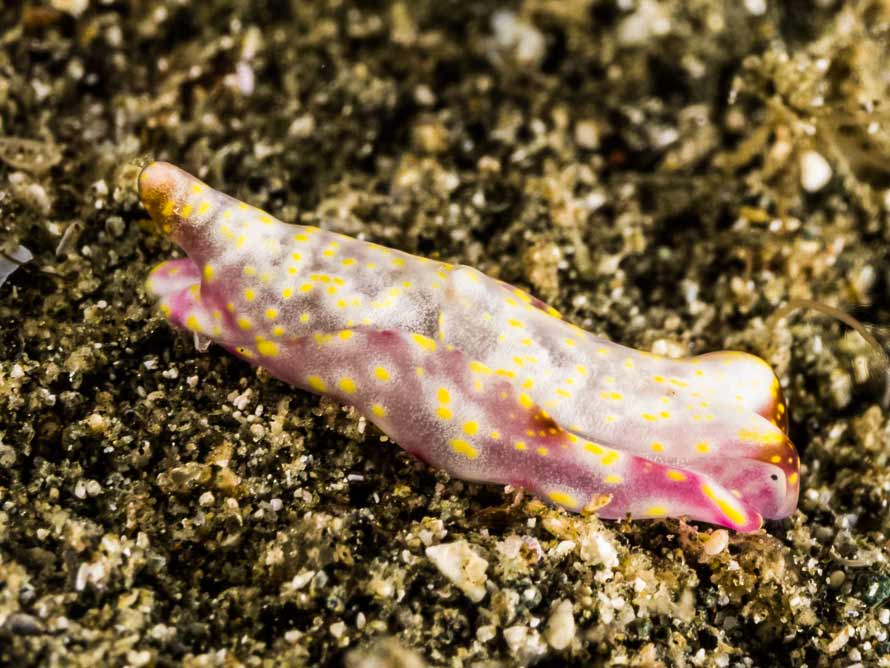 Spinophallus falciphallus